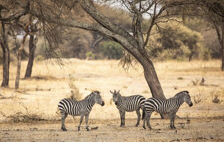 Zebras in a landscape of Tanzaniaの写真素材
