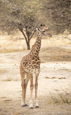 young giraffe ina landscape of northern Tanzaniaの写真素材
