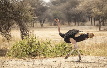 ostrich in a landscape of northern Tanzaniaの写真素材
