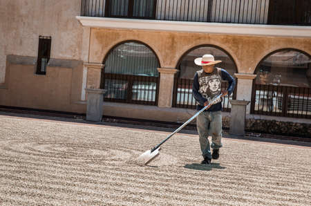 Antigua, Guatemala, 4th March 2020: man moving coffee beans on the ground to help them dry faster in sunのeditorial素材