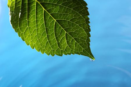 A macro of a Hydrangea leaf above blue water with ripples.の写真素材