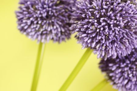 Three purple Alium flowers on a yellow background.の写真素材