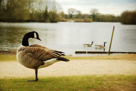 Canada Goose and lakeの写真素材