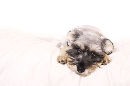 An adorable Miniature Schnauzer lying on a white bed with a white background looking up and to the side. Copy space.の写真素材