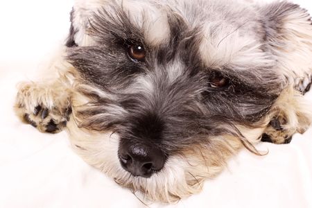 An adorable Miniature Schnauzer lying on a white bed with a white background looking at the camera.の写真素材