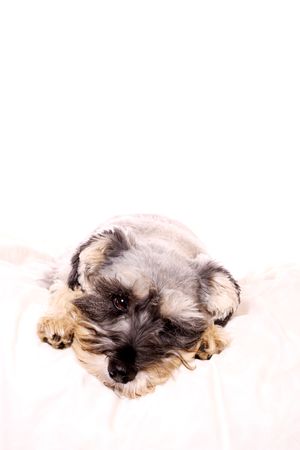 An adorable Miniature Schnauzer lying on a white bed with a white background looking sad. Copy space above.の写真素材