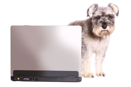 A cute Miniature Schnauzer standing next to a laptop isolated on white.の写真素材