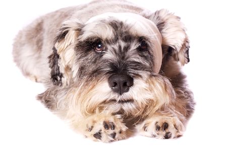 A cute Miniature Schnauzer with a bandage on his head, on a white background.の写真素材