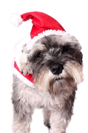 An adorable Miniature Schnauzer wearing a Santa Claus outfit on a white background. の写真素材