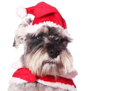An adorable Miniature Schnauzer wearing a Santa Claus outfit on a white background. Copy space.の写真素材