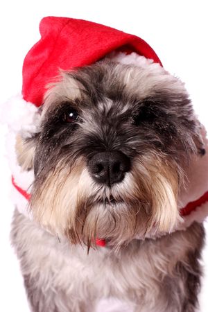 An adorable Miniature Schnauzer wearing a Santa Claus outfit on a white background.の写真素材
