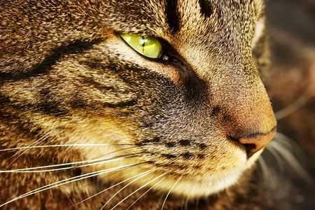 A close up of a cats face looking away.の写真素材
