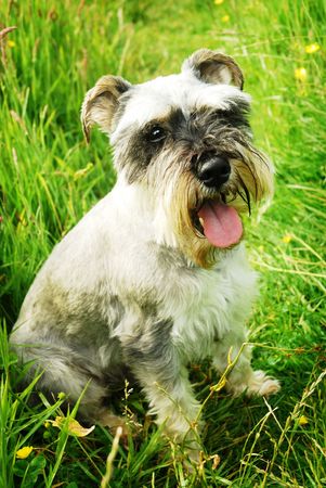 An adorable Miniature Schnauzer sitting in a grassy field.の写真素材