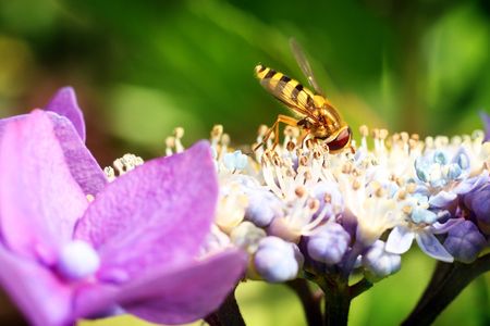 A beautiful Hoverfly sitting on top of a blue hydrangea flower.の写真素材