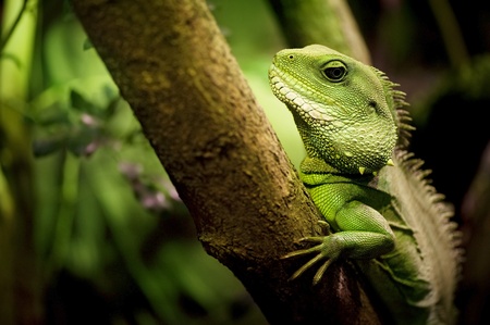 Thailand Water Dragon or Green Water Dragon  Physignathus cocincinus  lying on a branch の写真素材