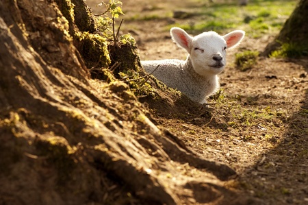 An adorable lamb resting in the sun 