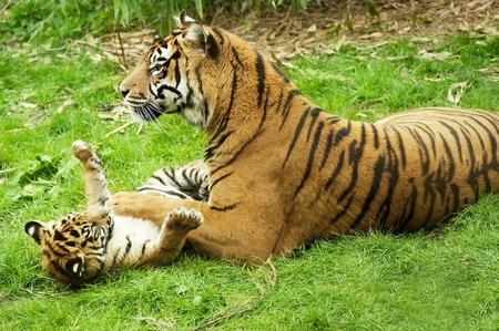 A tiger and her cub playing on the grass の写真素材