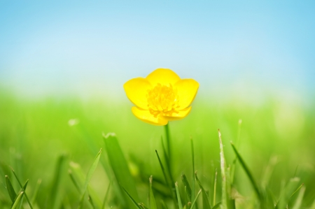 A pretty buttercup on grass in front of a blue sunny sky.の写真素材