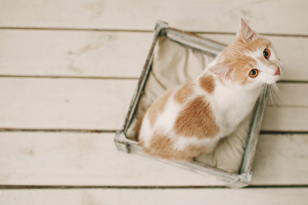 Nice cat sitting in the box on white wooden floorの写真素材