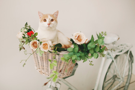 Cat sitting with flowers in a wicker basket of white retro bicycle on white backgroundの写真素材