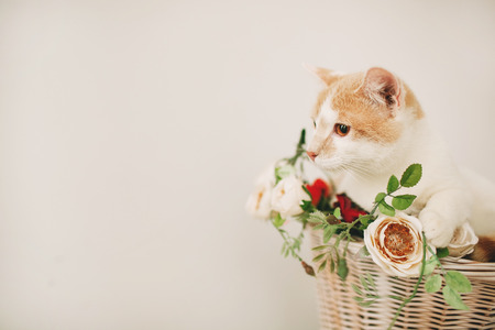 Cat sitting with flowers in a wicker basket of white retro bicycle on white backgroundの写真素材