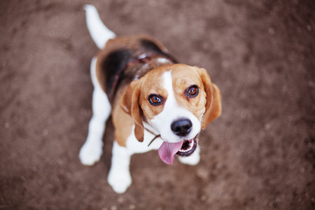 Best friend beagle dog happy to serve a master