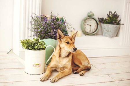 Dog with light hair in old fashioned decorated room near fireplaceの写真素材