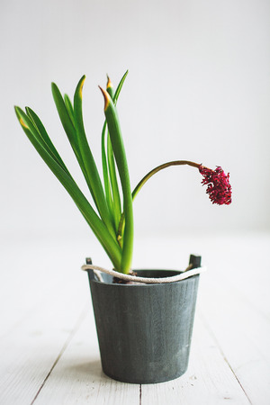 Beautiful red flowers in a bucket on a white wooden backgroundの写真素材