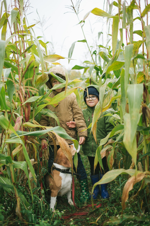 Two little brothers with cute beagle in corn fieldの写真素材