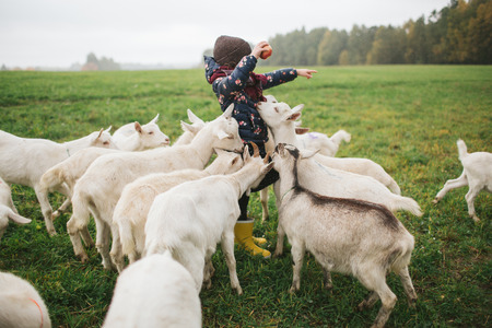 Little kids playing and feeding with goats on the goats cheese farm outdoorsの写真素材