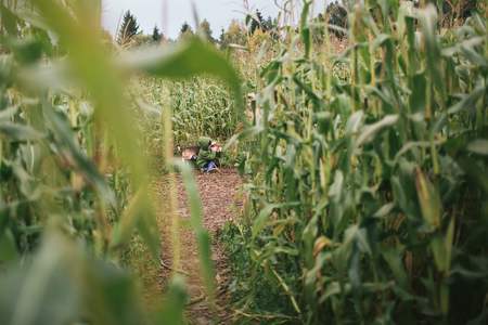 Little boy with beagle in the cornfield in autumnの写真素材