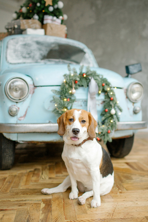 Beagle puppy in front of blue retro car with christmas tree on the roof indoorの写真素材