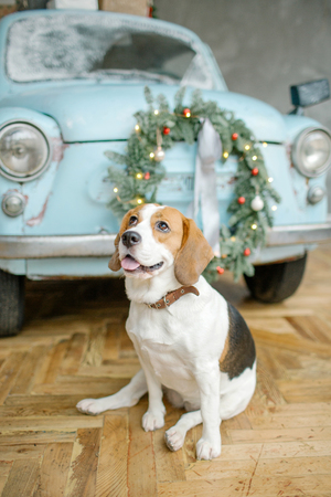 Beagle puppy in front of blue retro car with christmas tree on the roof indoorの写真素材