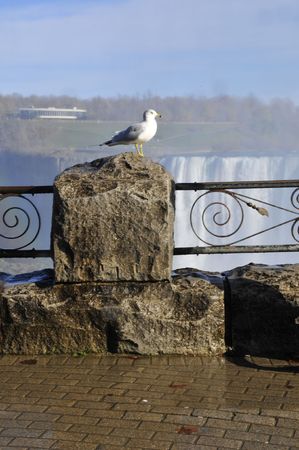 Seagull on rock at edge of Niagara Fallsの写真素材