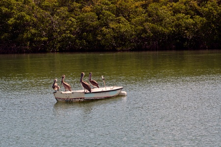 Group of pelicans resting on an old dilapidated boatの写真素材