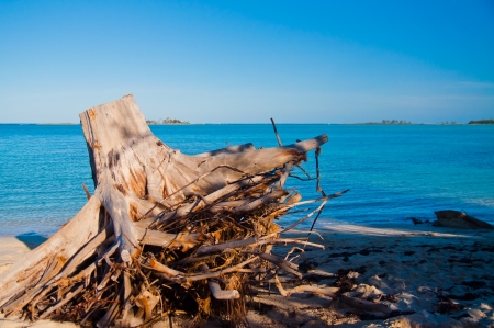Large tree stump with exposed roots sitting in the sand at the edge of the beach.の写真素材
