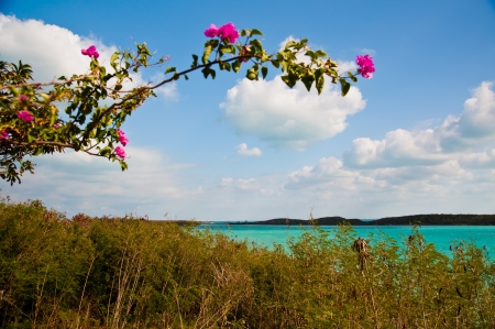 View of beautiful tropical waters framed by a bougainvillea branch and flowers.  copy space availableの写真素材