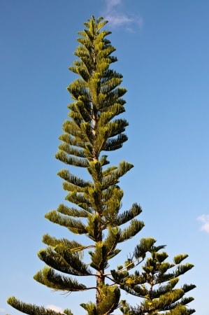 Tall gree pine tree set against clear blue skyの写真素材