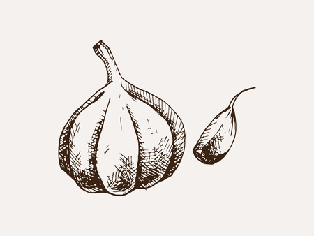 Garlic hand drawn illustration.のイラスト素材