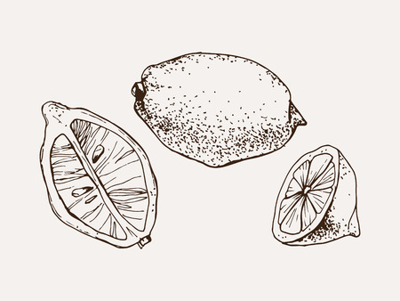 Hand drawn vector illustration of lemons.のイラスト素材