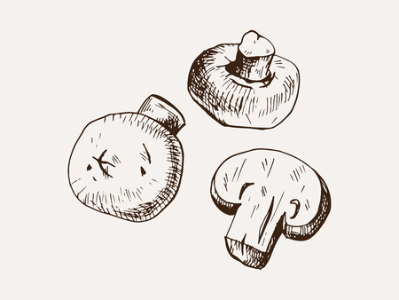 Hand drawn vector illustration of champignon mushroomsのイラスト素材