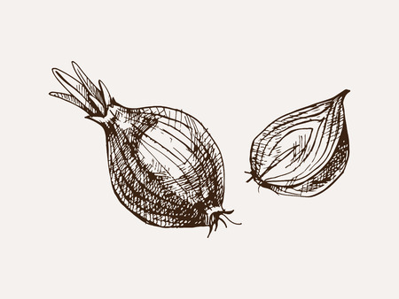 Onion hand drawn vector illustrationのイラスト素材