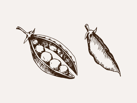 Hand drawn peas sketch.のイラスト素材