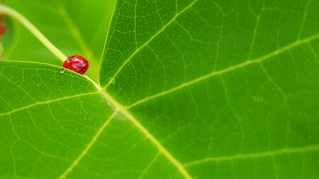 Ladybug on a green leaf. Insect on a summer day on a green leaf.の写真素材