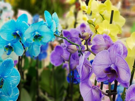 Multi-colored bright orchids in a flower shop. Bright juicy fragrant blooming orchids on a counter in a flower shop.の写真素材