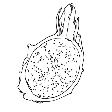 Pitaya, dragon fruit. Black and white engraved ink art. Isolated pitahaya illustration element on white background.のイラスト素材