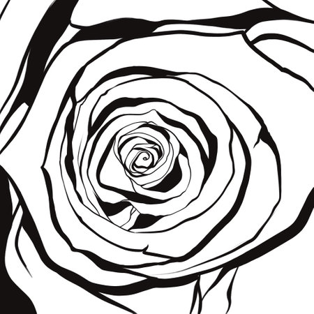 Black and white hand drawn rose. Vector illustration for your design.のイラスト素材