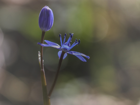 Flower buds and purple constellation, greenish brownish bokeh background