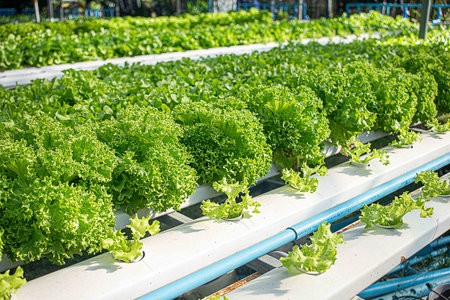 Fresh green and red oak lettuce field in agriculture farming. Organic salad plants, close up hydroponic vegetable leaves for health food, greenhouse, farmer. Hydroponic garden in water, without soil.の写真素材
