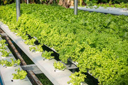 Fresh green and red oak lettuce field in agriculture farming. Organic salad plants, close up hydroponic vegetable leaves for health food, greenhouse, farmer. Hydroponic garden in water, without soil.の写真素材